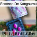 Kangaroo Essence 37